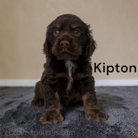 puppy, for, sale, Cocker Spaniel, Joe & Cherri  Overlease, dog, breeder, Miller, MO, dog-breeder, puppy-for-sale, forsale, nearby, find, puppyfind, locator, puppylocator, aca
